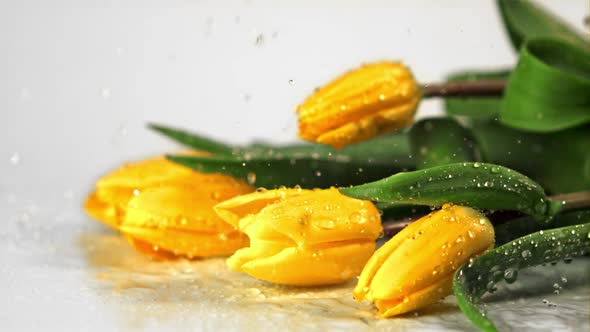 Super Slow Motion on the Flowers Yellow Tulips Drop Water Droplets