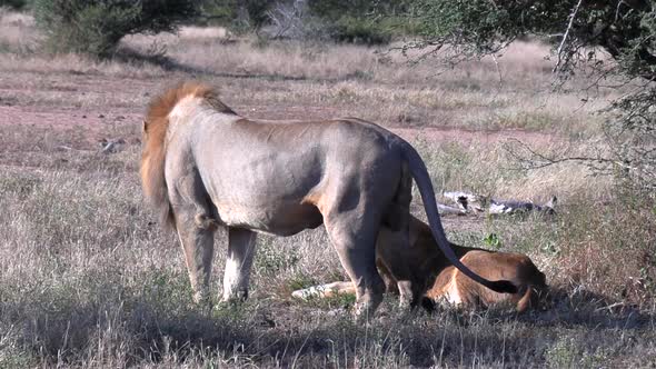Close view of male lion lying down next to lioness on dry grass