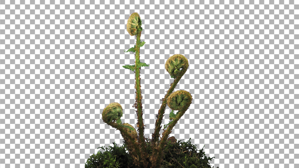 Time-lapse of fern unrolling new fronds with ALPHA channel