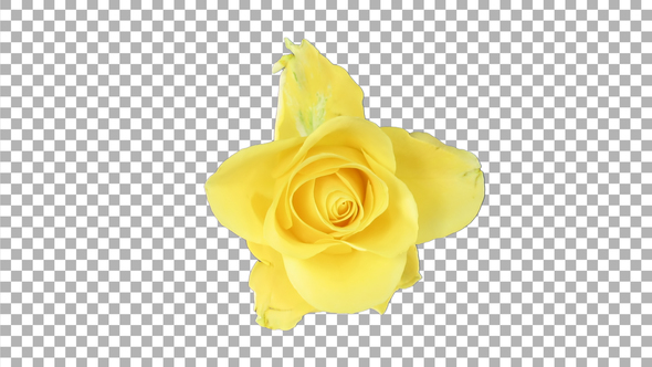 Time-lapse of opening yellow April rose with ALPHA channel, top view
