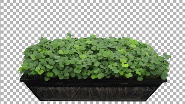 Time-lapse of germinating microgreens broccoli seeds with ALPHA channel