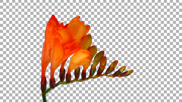 Time-lapse of opening orange freesia with ALPHA channel