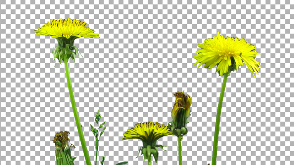 Time-lapse of opening Dandelion flower buds with ALPHA channel