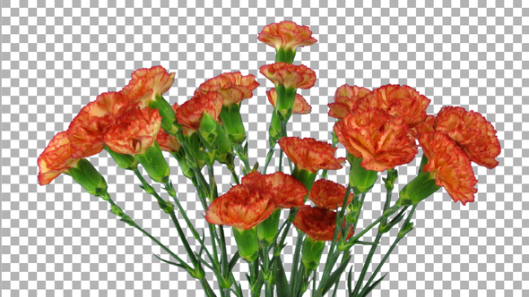 Time-lapse of growing red Dianthus flower with ALPHA channel