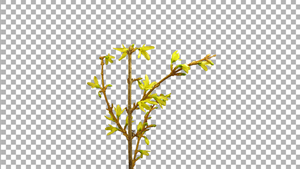 Time-lapse of opening forsythia flowers with ALPHA channel