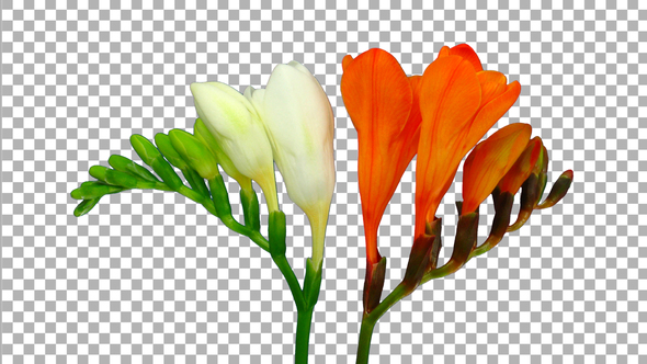 Time-lapse opening white orange freesia flower buds with ALPHA channel