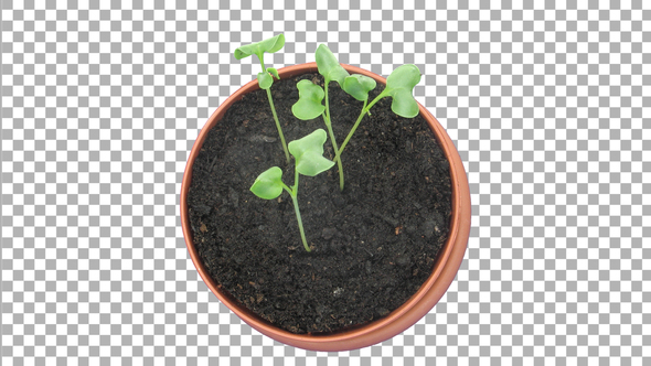 Time-lapse of germinating and growing Broccoli seeds with ALPHA channel