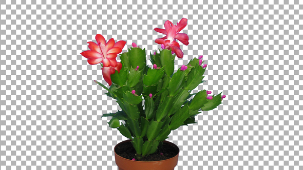 Time-lapse of growing and blooming pink Christmas cactus with ALPHA channel