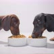 Two Young Dachshund Dogs or Puppies Eat Dry Diet Food White Bowls Video - VideoHive Item for Sale