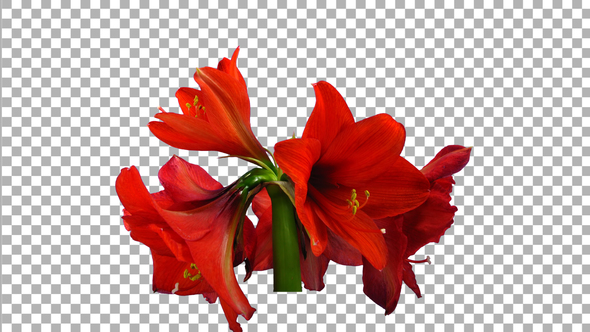 Time lapse of opening red Rondella amaryllis flower with ALPHA channel