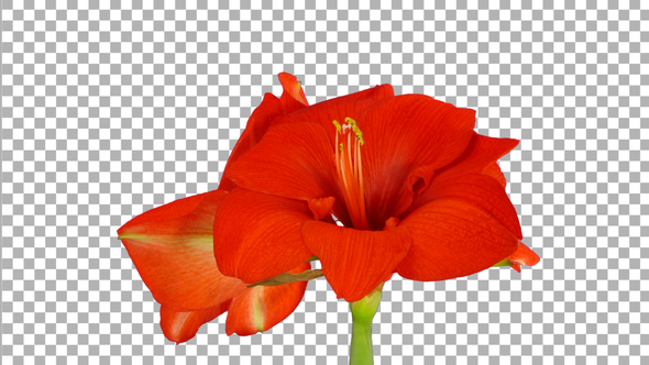 Time lapse of opening Red Lion amaryllis flower with ALPHA channel