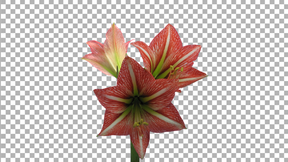 Time lapse of opening pink-red Minerva amaryllis with ALPHA channel