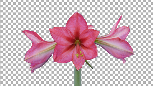 Time lapse of opening Hot Pink amaryllis with ALPHA channel