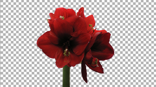 Time lapse of opening Red amaryllis flower with ALPHA channel