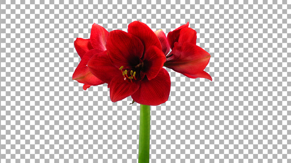 Time lapse of opening Dark Red amaryllis with ALPHA channel