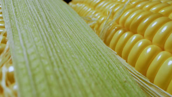 Corn Harvest