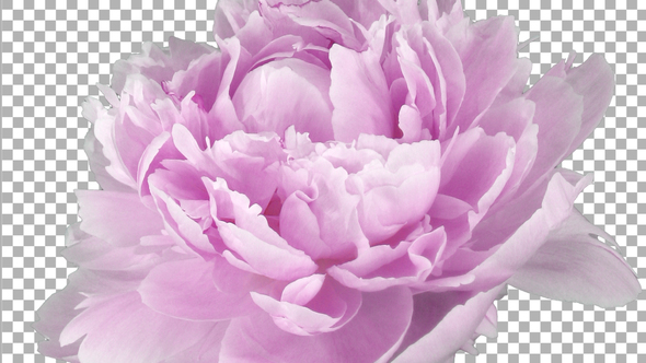 Time lapse of opening and rotating pink Peony flower with ALPHA channel