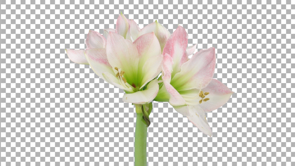 Time lapse of opening white-pink Apple Blossom amaryllis with ALPHA channel