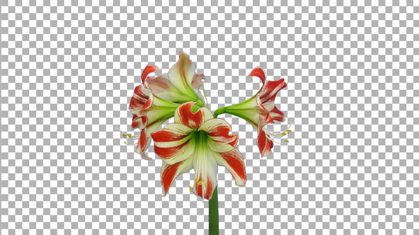 Time lapse of opening red-white Ambiance amaryllis with ALPHA channel