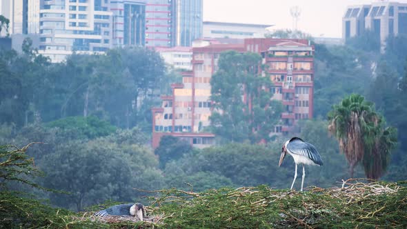 City Wildlife, marabou stork birds nesting right in middle of a bustling Nairobi City