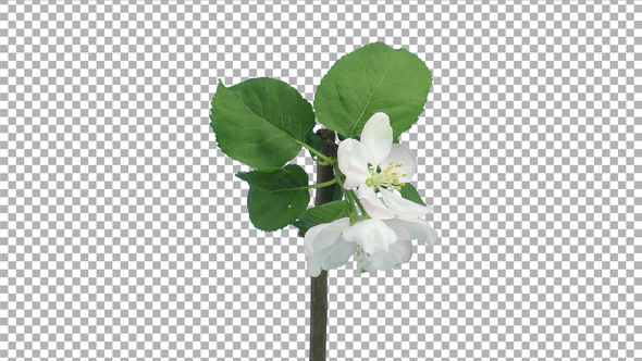Time lapse of blooming apple branch with ALPHA channel