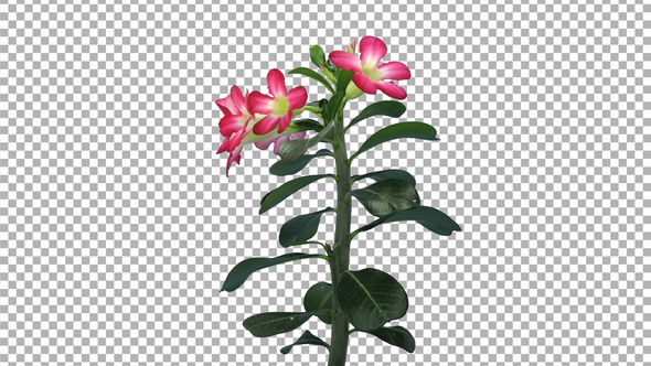 Time lapse of growing and opening Adenium flower with ALPHA channel