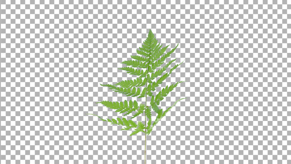 Time lapse of drying Fern leaves with ALPHA channel