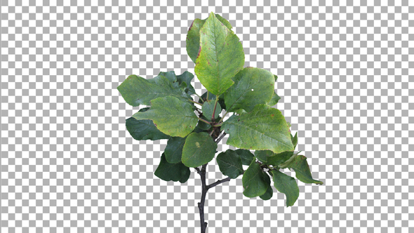 Time lapse of drying Apple leaves with ALPHA channel