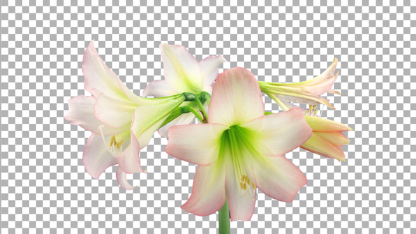 Time lapse of opening white-pink Trentino amaryllis flower with ALPHA channel