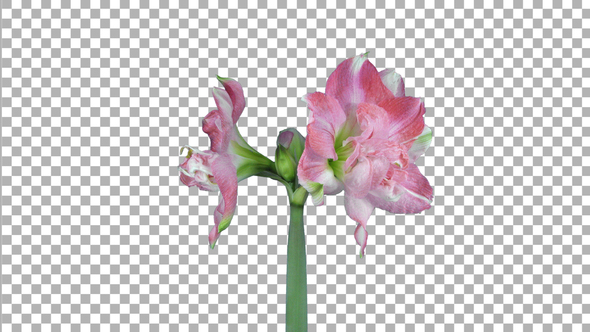 Time lapse of opening pink Rozetta amaryllis flower with ALPHA channel