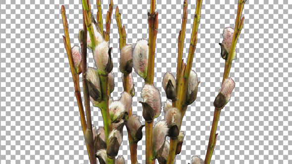 Time-lapse of growing willow catkins with ALPHA channel