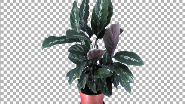 Time-lapse of growing calathea plant with ALPHA channel