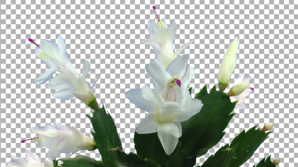 Time-lapse of growing and blooming white Christmas cactus with ALPHA channel