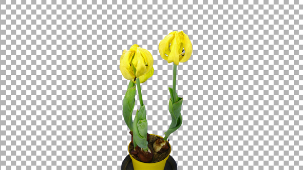 Time-lapse of dying yellow Kikomatchi tulips with ALPHA channel