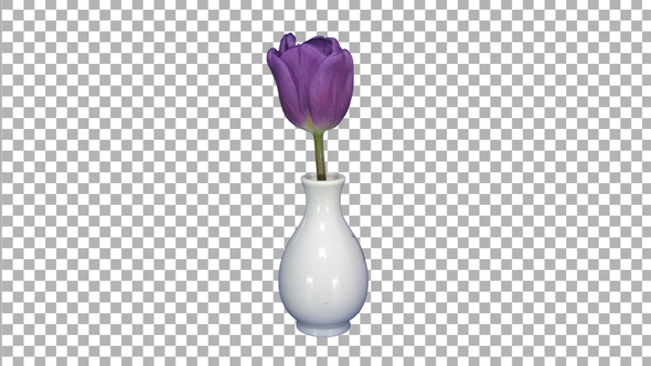 Time-lapse of opening purple tulip in a vase with ALPHA channel