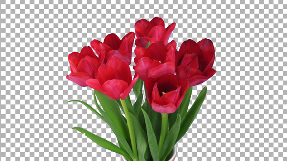 Time-lapse of opening red tulips in vase with ALPHA channel