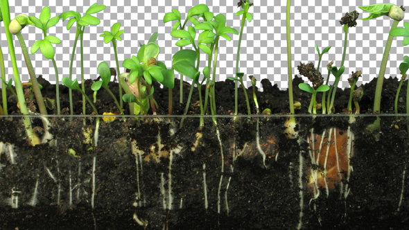 Time-lapse of germinating mixed vegetables with ALPHA channel