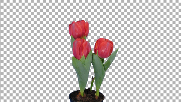 Time-lapse of opening red tulips with ALPHA channel