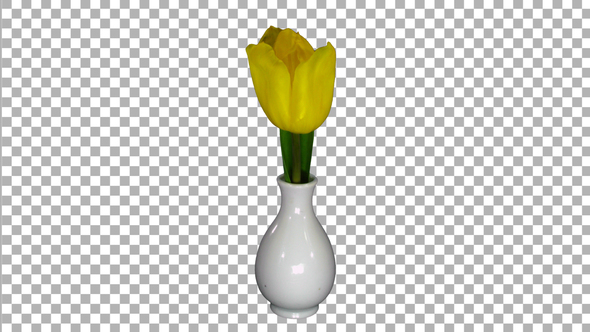 Time-lapse of opening yellow tulip with ALPHA channel