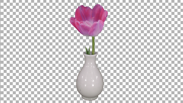 Time-lapse of opening pink tulip in a vase with ALPHA channel