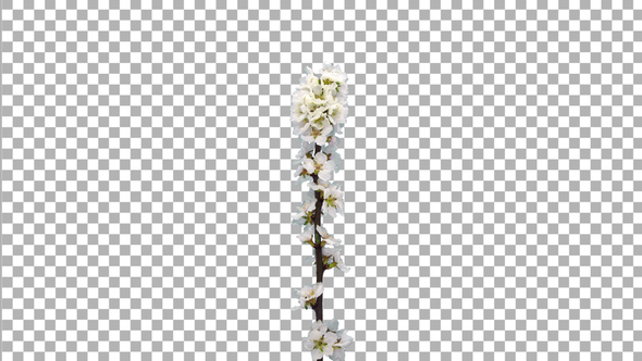 Time-lapse of blooming Nanking cherry tree branch with ALPHA channel