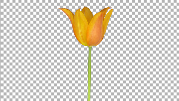 Time-lapse of opening orange tulip with ALPHA channel