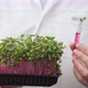 Scientist Shows Test Tube with Sprout and Plants Grown From Test Tube - VideoHive Item for Sale