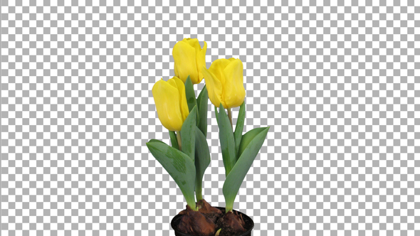 Time-lapse of growing yellow tulip in a pot with ALPHA channel