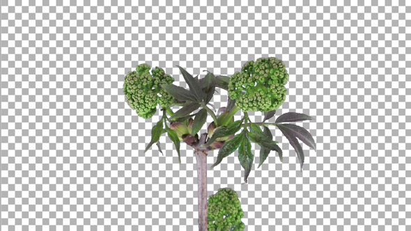 Time-lapse of growing Viburnum Opulus bush branch with ALPHA channel
