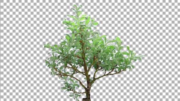 Time-lapse of growing bonsai helvetica tree with ALPHA channel