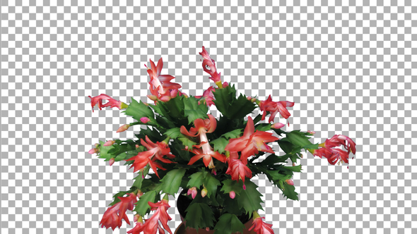 Time-lapse of growing and blooming pink Christmas cactus with ALPHA channel