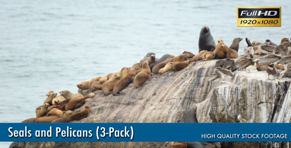 Seals And Pelicans (3-Pack)