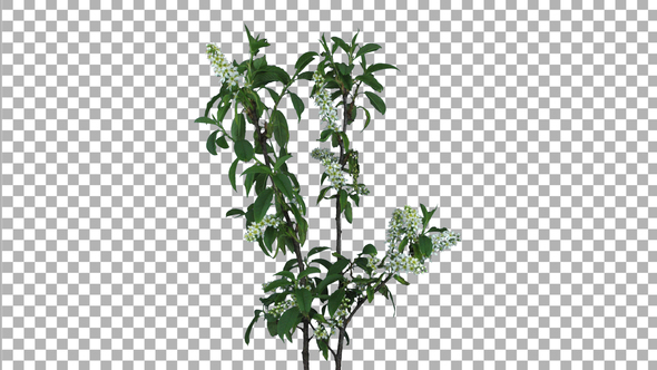 Time lapse of blooming white bird cherry branch with ALPHA channel