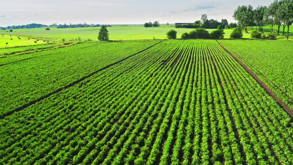 Green potato field in Poland, aerial view